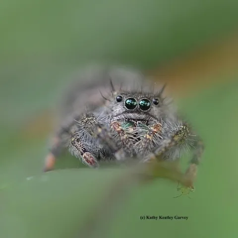 Jumping spider eyes the photographer. (Photo by Kathy Keatley Garvey)