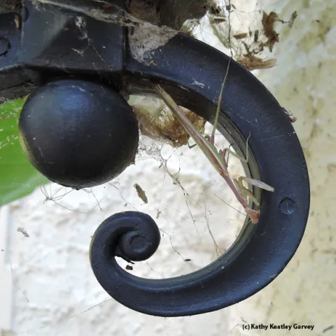 Porch lights attract predators and prey, including this predator, a praying mantis. (Photo by Kathy Keatley Garvey)