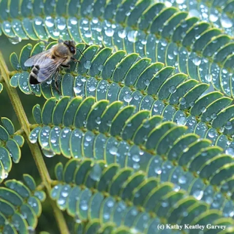 A honey bee encounters rain drops Nov. 13 in the midst of the California drought. (Photo by Kathy Keatley Garvey)