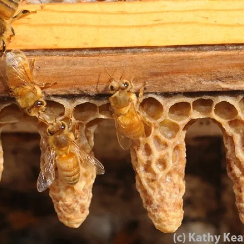 Worker bes cleaning out queen cells. Honey bee presentations will be part of the ICE program. (Photo by Kathy Keatley Garvey)