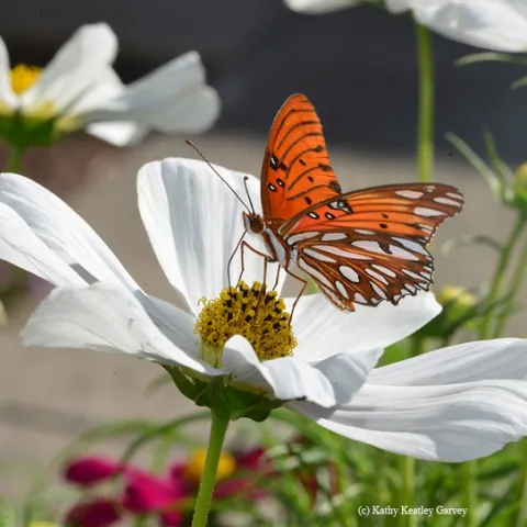 Gulf Fritillary butterfly on Cosmos. One myth is that if you rub the scales off their wings (who would want to?), they can't fly. (Photo by Kathy Keatley Garvey)