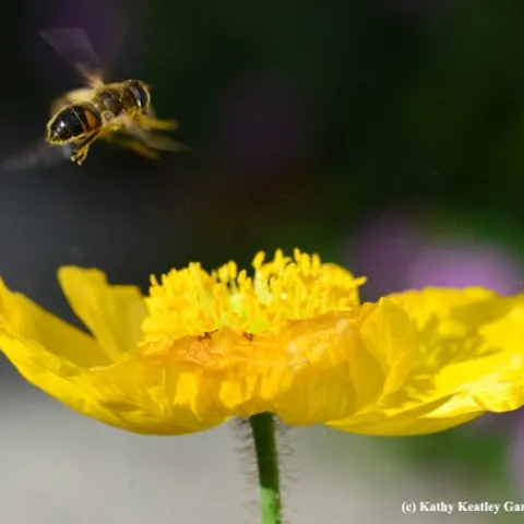 A drone fly, aka hover fly and syrphid fly, engaging in a little acrobatics over an Iceland poppy. (Photo by Kathy Keatley Garvey)