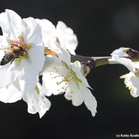 Honey bee pollinating an almond blossom. (Photo by Kathy Keatley Garvey)