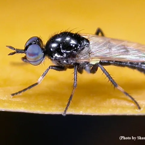 Shaun Winterton of the California Department of Food and Agriculture, an associate of the Bohart Museum, collected this stiletto fly, genus Agapophytus, and photographed it. It now needs a name. (Shaun Winterton Photo)