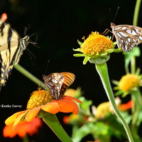 A Western Tiger Swallowtail readies for a landing on the same flower occupied by a Gulf Fritillary. (Photo by Kathy Keatley Garvey)