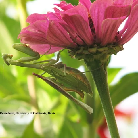 This photo by Professor Jay Rosenheim of UC Davis shows sexual cannibalism. The female (larger one) has just chomped off the head of the male, during sexual reproduction.
