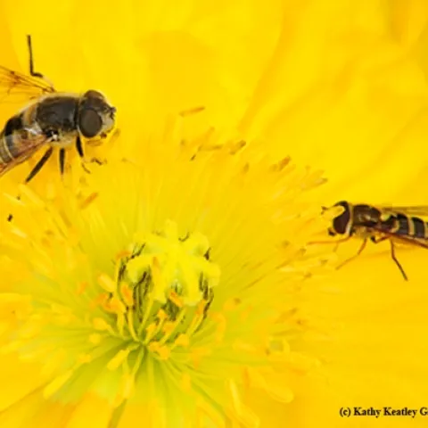 A drone fly, Eristalis tenax (left), and a syrphid fly. They're from the same family, Syrphidae and are often mistaken for honey bees. (Photo by Kathy Keatley Garvey)