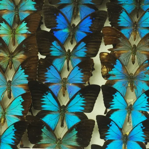 Ulysses butterfly (Papilio ulysses) collection in the Bohart Museum of Entomology. These are all males. The females have barely any blue on their wings. (Photo by Kathy Keatley Garvey)