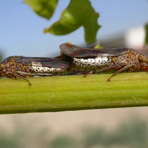 GWSS mating pair