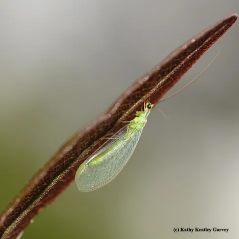 The lacewing is a beneficial insect in the garden. (Photo by Kathy Keatley Garvey)