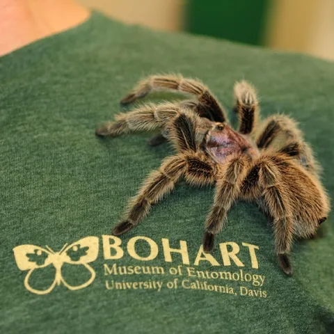 Peaches is the newest tarantula at the Bohart Museum of Entomology. (Photo by Kathy Keatley Garvey)