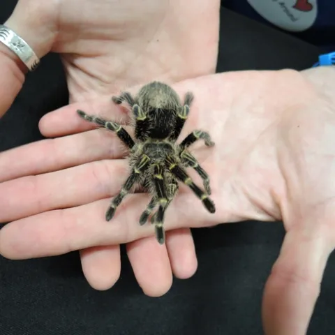 This tarantula was popular at the Bohart Museum on Biodiversity Museum Day. (Photo by Kathy Keatley Garvey)