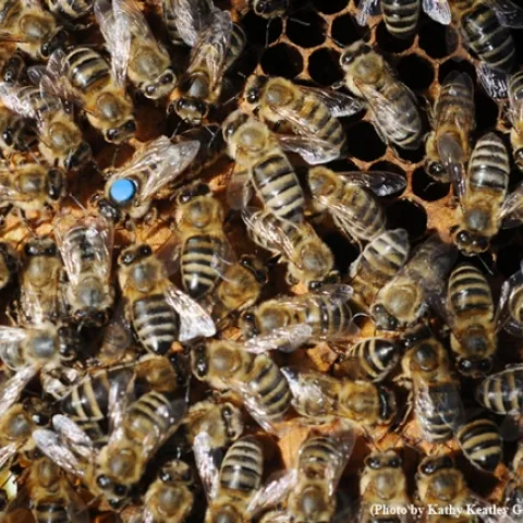 A queen and her colony. (Photo by Kathy Keatley Garvey)