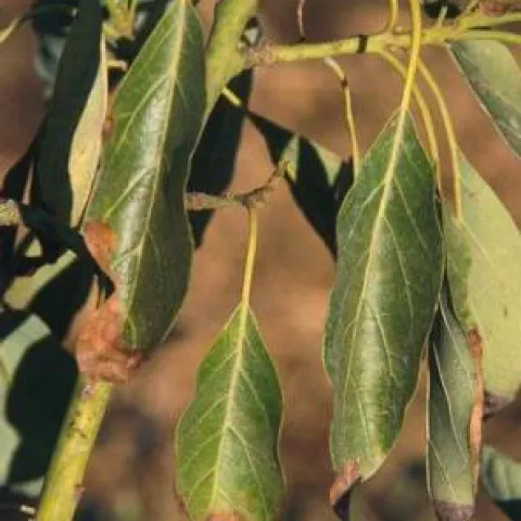 avocado chloride damage
