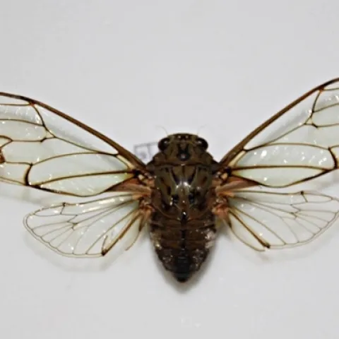 A "mute" cicada, Karenia caelatata. (Photo by Christian Nansen)
