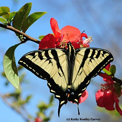 A Western tiger swallowtail, Papilio rutulus, visiting a flowering quince in the UC Davis Arboretum. Butterflies are pollinators. (Photo by Kathy Keatley Garvey)