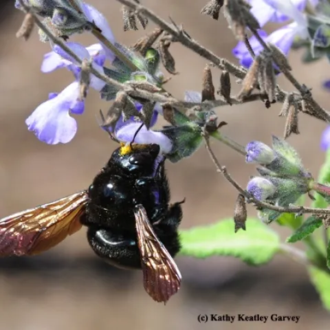 A female Valley carpenter bee, Xylocopa varipuncta, forages on grape-scented sage, Salvia melissodora. Note the "pollen cap." (Photo by Kathy Keatley Garvey)