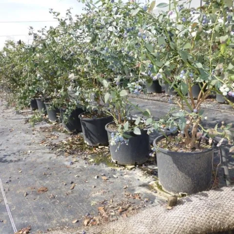 blueberries in pots 2