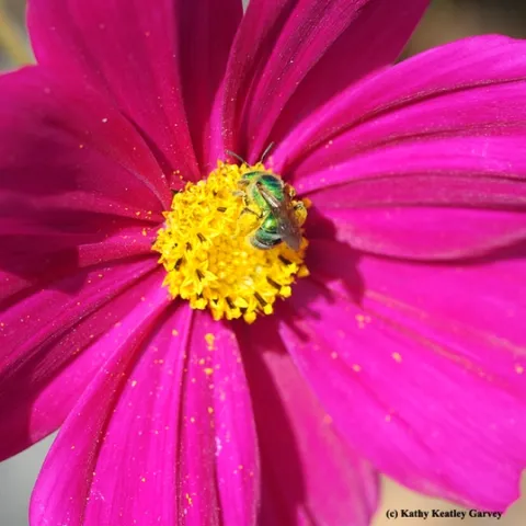 Long-distance view of a pink Cosmos with a "green" center. (Photo by Kathy Keatley Garvey)