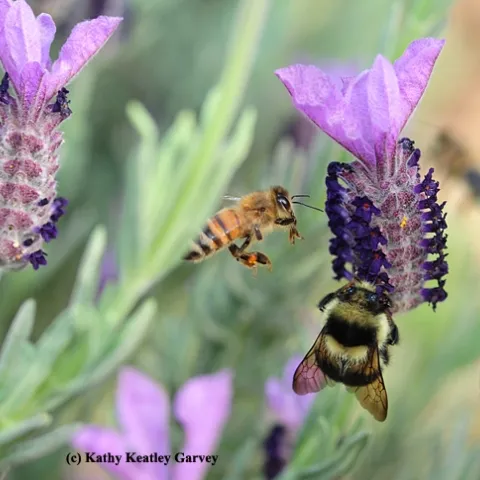 A black-tailed bumble bee (Bombus melanopygus) foraging on Spanish lavender, while a honey bee buzzes in to get her share. (Photo by Kathy Keatley Garvey)