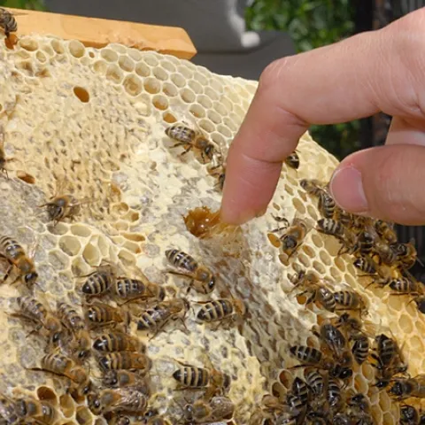 Beekeepers like to sample honey fresh from a comb. (Photo by Kathy Keatley Garvey)