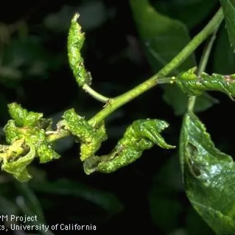Leaf distortion caused by leaf curl plum aphid