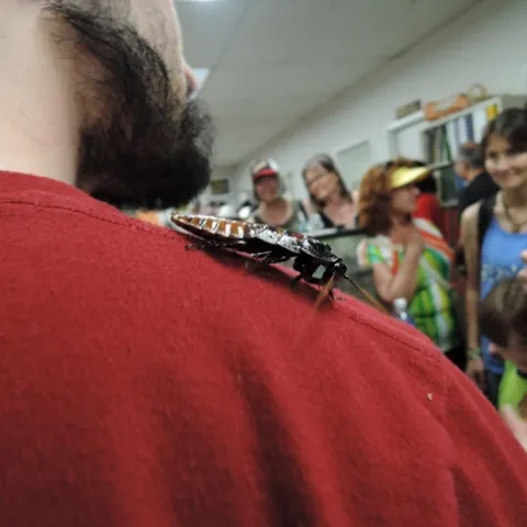 A Madagascar hissing cockroach rides the shoulder of Wade Spencer, entomology major at UC Davis. (Photo by Kathy Keatley Garvey)