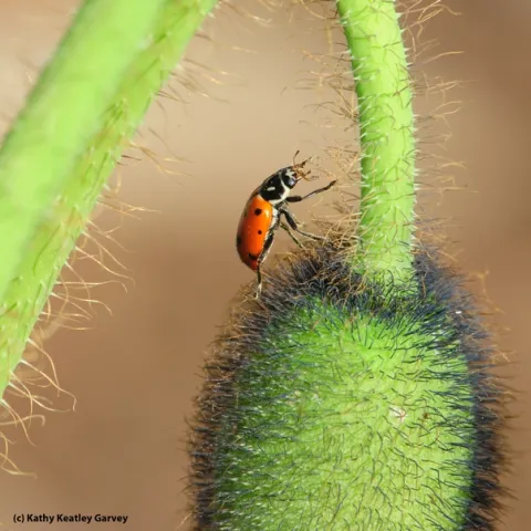 A lady beetle, newly rescued from the bathroom of a restaurant in Marin County, crawls on an Iceland poppy in a Solano County bee garden. Freedom! (Photo by Kathy Keatley Garvey)