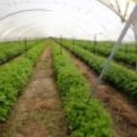 macro-tunnel raspberry