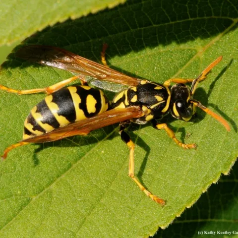 European paper wasp, Polistes dominula. (Photo by Kathy Keatley Garvey)