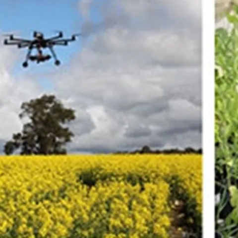 Decoding reflectance signals to biotic stress in crops. Christian Nansen is at right. (Photos courtesy of Christian Nansen)