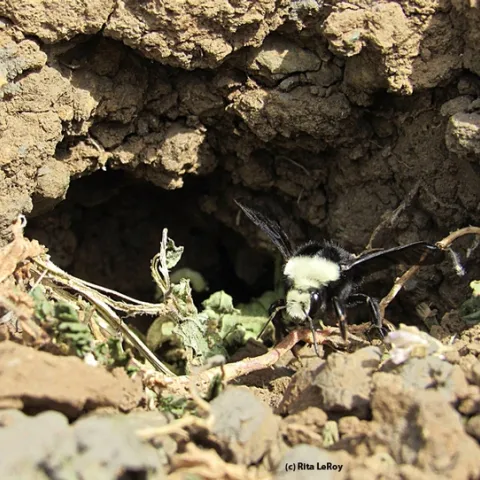 Bumble bees, Bombus vosnesenskii,are nesting in a ground cavity at the Loma Vista Farm, Vallejo. (Photo by Rita LeRoy, Loma Vista Farm)
