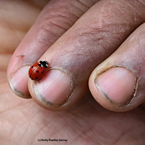 A farmer's hand and a very beneficial insect, the lady beetle, aka ladybug. (Photo by Kathy Keatley Garvey)