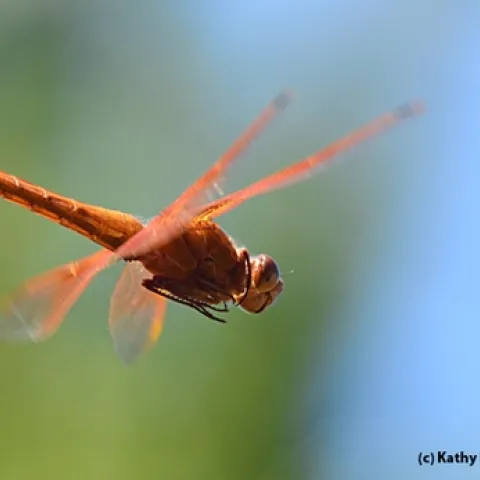 Caught in flight: Flameskimmer dragonfly,Libellula saturata. (Photo by Kathy Keatley Garvey)