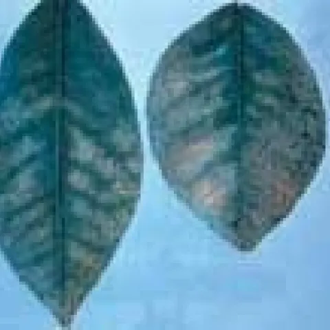 boron toxicity citrus