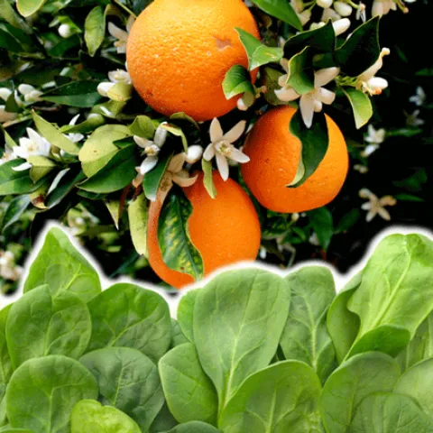 citrus-spinach