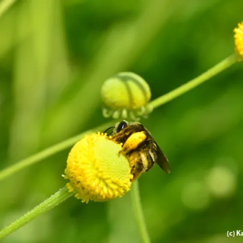 A female long-horned bee, Svastra obliqua expurgata, forages on sneezeweed, genus Helenium. (Photo by Kathy Keatley Garvey)