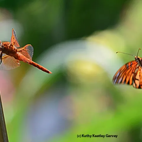 A Gulf Fritillary butterfly checking out a red flameskimmer dragonfly. (Photo by Kathy Keatley Garvey)