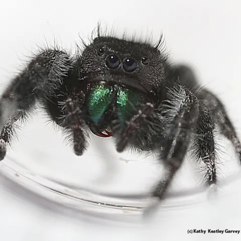 A jumping spider, Phidippus audax, "poses" for a photo. (Photo by Kathy Keatley Garvey)