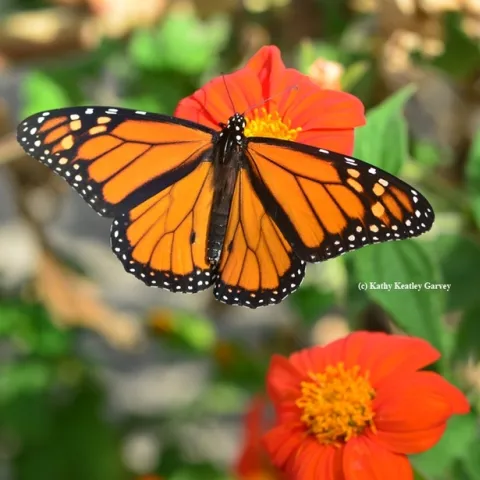 A monarch,Danaus plexippus, forages on a Mexican sunflower, Tithonia. (Photo by Kathy Keatley Garvey)
