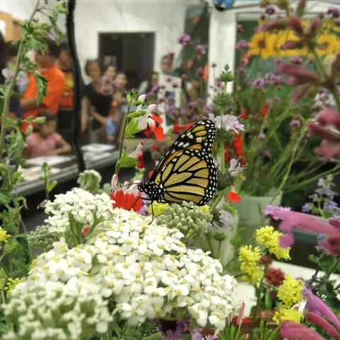 It was a mix of pollinators and people at the Pollinator Pavilion during UC Davis Picnic Day. Graduate student Rei Scampavia provided the display in Briggs Hall. (Photo by Kathy Keatley Garvey)