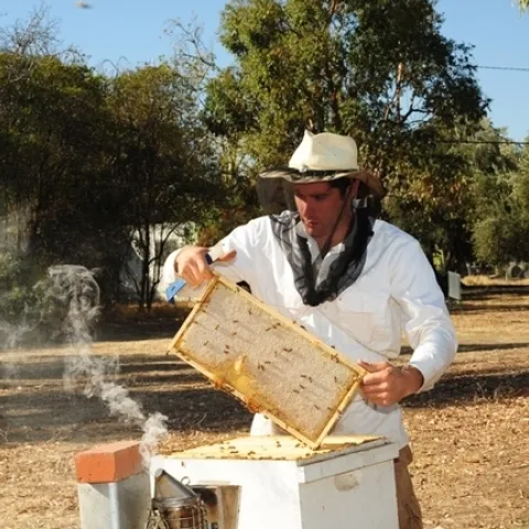 Former UC Davis staff research associate/beekeeper Billy Synk, shown in the apiary of the Harry H. Laidlaw Jr. Honey Bee Research Facility, has been named the director of Pollination Programs for Project Apis m. (Photo by Kathy Keatley Garvey)