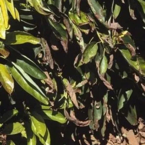 Avocado leaf blight