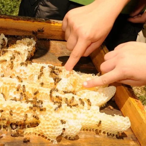 The taste of honey right from the hive--delicious! (Photo by Kathy Keatley Garvey)