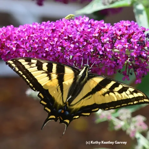 A Western tiger swallowtail, Papilio rutulus, lands on a butterfly bush. Note the stink bug on top. (Photo by Kathy Keatley Garvey)