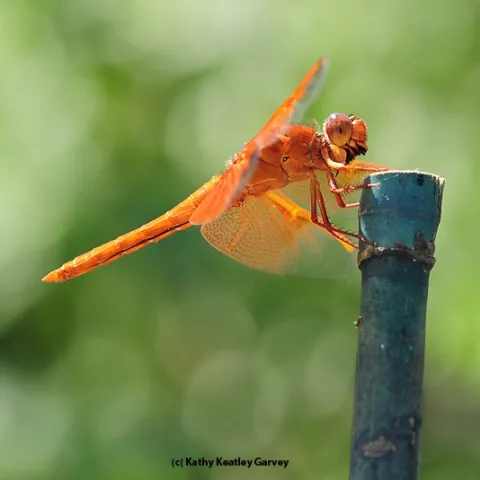 "Red" is for the red flameskimmer, Libellula saturata. (Photo by Kathy Keatley Garvey).