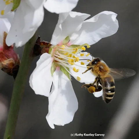 Mead makers have the honey bee to thank for the key ingredient: honey. (Photo by Kathy Keatley Garvey)