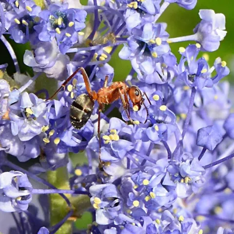A worker Formica moki ant, as seen in the Häagen-Dazs Honey Bee Haven.