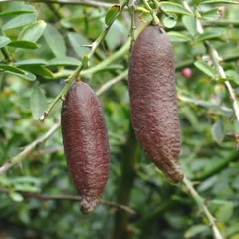 Australian finger lime fruit