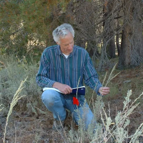 Ecologist Rick Karban has researched plant communication in sagebrush (Artemisia tridentata) on the east side of the Sierra since 1995.
